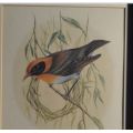 PAMELA THOMPSON NICELY FRAMED BIRD PRINT - from SUEZYT