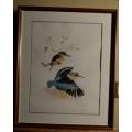 RONALD COOK BIRD PRINT - FRAMED  - from SUEZYT