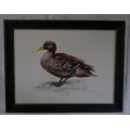 PENNY MEAKIN SIGNED L/E PRINT- YELLOW BILLED DUCK - from SUEZYT