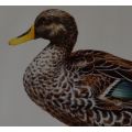 PENNY MEAKIN SIGNED L/E PRINT- YELLOW BILLED DUCK - from SUEZYT