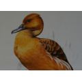 PENNY MEAKIN  FULVOUS DUCK SIGNED L/E PRINT - from SUEZYT