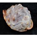 SEA SHELL LARGE RED CASSIS BULLMOUTH HELMET - from SUEZYT
