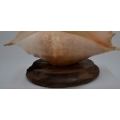 SEA SHELL - SPIDER CONCH - LARGE MOUNTED ON A PLINTH - from SUEZYT