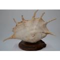 SEA SHELL - SPIDER CONCH - LARGE MOUNTED ON A PLINTH - from SUEZYT