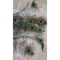 Peacock Feathers (10)