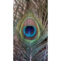Peacock Feathers (10)