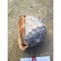 sea shell CASSIS CYPRAECASSIS RUFA medium size