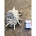 sea shell proper large spider conch on precious stone base