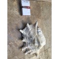 large spider conch sea shell