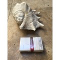 large spider conch sea shell