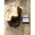 giant clam sea shell fluted on precious stone base , medium