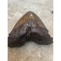megalodon shark fossil tooth 13 cm