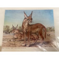 vintage signed print by Dick Findlay Caracal rooikat 1965