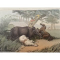 antique hand coloured engraving , anecdote of hunters and rhinoceros 1813