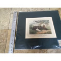 antique hand coloured engraving , anecdote of hunters and rhinoceros 1813