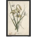 South Africa, flora, orchid, used 1d PRETORIA NO 20 09 c.d.s. , local