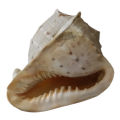 Large Sea Shell - 17 cm