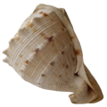 Large Sea Shell - 17 cm