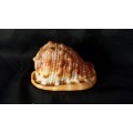 Sea Shell  12 x 8 cm