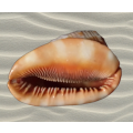 Sea Shell  12 x 8 cm