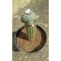 HUGE grafted Lophophora williamsii cactus (peyote) - Price Neg.