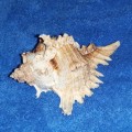 SEA SHELL - MEDIUM `CHICOREUS RAMOSUS` MUREX SHELL 150mm