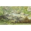 Rock pool - Unsigned water color painting - A beautiful treasure! - Bid now!!