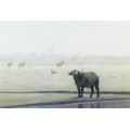 Kim Donaldson - Lone Buffalo - A beautiful limited edition print! Bid now!!