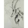 Clive Walker - Sable Antelope - Beautiful! - Low price, bid now!!