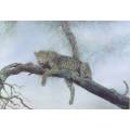 Henk Vos - Leopard in a tree - A beautiful print!! Bid now!
