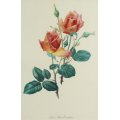 Anne Marie Grechslin - Rose print - Lovely!! - Low price! - Bid now!!