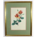 Anne Marie Grechslin - Rose print - Lovely!! - Low price! - Bid now!!