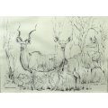 B Cunningham - Kudu`s - A beautiful pencil sketch! - Bid now!