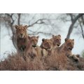 Photo of Lions - Beautiful - Bid now!!