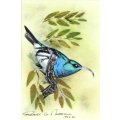 Robert G Marshall - White Bellied Sunbird - Exquisite little beautyl! - Low price, bid now!