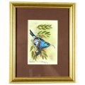 Robert G Marshall - White Bellied Sunbird - Exquisite little beautyl! - Low price, bid now!