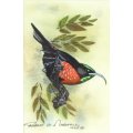 Robert G Marshall - Scarlet Chested Sunbird - Exquisite little beautyl! - Low price, bid now!