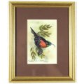 Robert G Marshall - Scarlet Chested Sunbird - Exquisite little beautyl! - Low price, bid now!