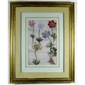 Old flower Print - Anemone - A lovely piece! Bid now!