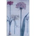 Old flower Print - Moly - A lovely piece! Bid now!