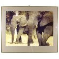 Keith Page - Elephants - A beautiful signed print!!  Bid now!