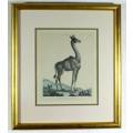 J Wilkes - Vintage reproduction print - Giraffe - A lovely treasure! - Bid now!