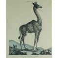 J Wilkes - Vintage reproduction print - Giraffe - A lovely treasure! - Bid now!