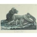 J Wilkes - Vintage reproduction print - Lioness with welps - A lovely treasure! - Bid now!