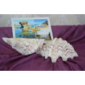 1x complete bear paw clam Tridscna Big natural conch 18.5cm