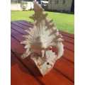BEAUTIFUL SPIDER CONCH SHELL 300 MM HIGH