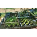 100 x 7.5cm Slatted (net) propagation pots (Aquaponics, hydroponics, aquarium plants)