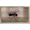 Vintage insect (ant) in resin