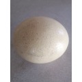 Ostrich Egg with Dessicated Foetus