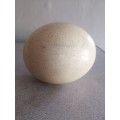 Ostrich Egg with Dessicated Foetus